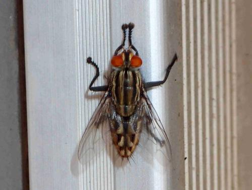 Sarcophaga sp.